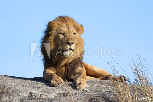 Picture of Male lion on the rocks in Serengeti National park Tanzania